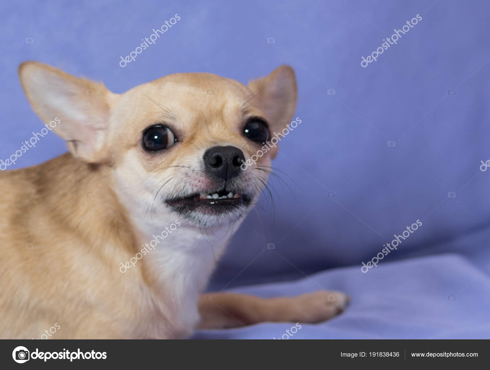 1 Angry Chihuahua Stock Photos Free Royalty Free Angry Chihuahua Images Depositphotos