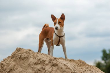 Alçaklık köpek duran bir kum yığını ve aşağı bakıyor