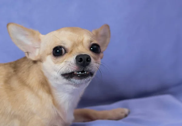 Portret Van Boos Chihuahua Pup Tegen Blauwe Achtergrond — Stockfoto