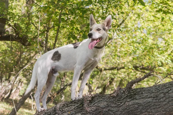 Cross Plemeno Lov Severní Bílý Pes Stojící Větev Stromu Podzimní — Stock fotografie