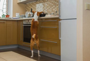 Arsız alçaklık köpek teftiş yapan mutfak olurken evde yalnız