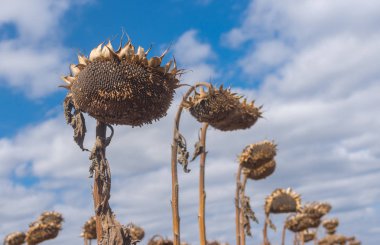 Güzel olgun ayçiçeği mavi bulutlu gökyüzü karşı