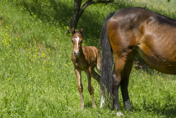 Δειλός Foal Κρύβονται Πίσω Από Την Μαμά Του Πίσω Ένα — Φωτογραφία Αρχείου