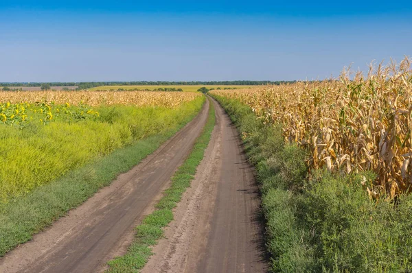 9月风景以地球路在农业领域之间与 Goldish 玉米在 Dnipro 城市附近 乌克兰 — 图库照片