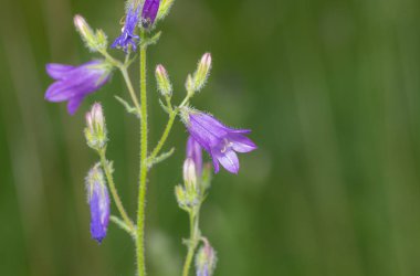 Çan çiçeği çiçek closeup yaz bahçesinde