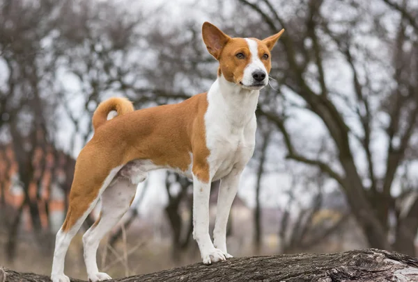 Reifer Basenji Hund Schaut Sich Auf Einem Ast — Stockfoto