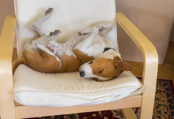 Slapende Basenji Hond Grappig Slapen Pose Stoel — Stockfoto