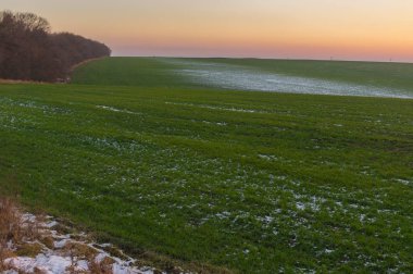 Ukrayna'da bir sonbahar sezonunda günbatımı zaman kış bitkileri satırlarla tarım alanı