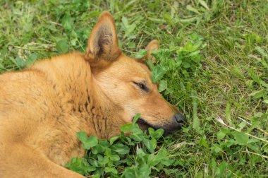 Bahar çimlerinde dinlenen karışık ırk, kızıl saçlı köpek portresi