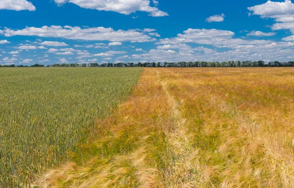 Summer Landscape Different Sort Wheat Fields Next Each Other Central — Stock Photo, Image