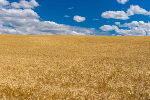 Juli Landschaft Mit Blauem Himmel Weißen Wolken Und Reifen Weizenfeldern — Stockfoto