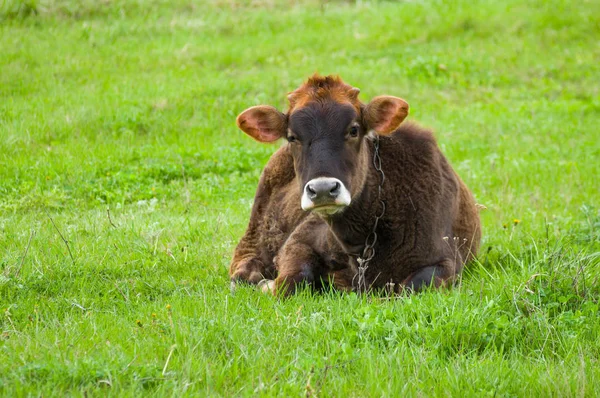 Portrait Taureau Veau Mignon Triste Sur Pâturage Printemps Jour Pluie — Photo