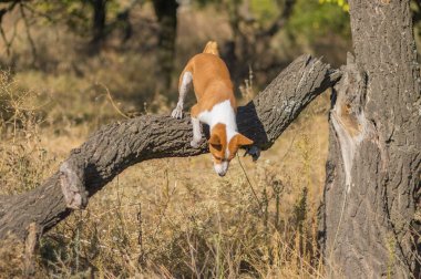 Vahşi alçaklık köpek en yakın ağaçtan kapalı atlama düşmek orman