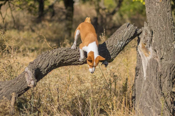 Wilde Basenji Hond Springen Van Van Dichtstbijzijnde Boom Vallen Bos — Stockfoto