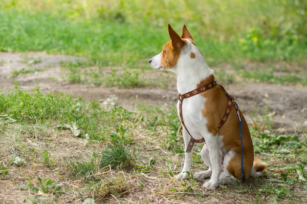 Outdoor Portret Van Basenji Hond Zittend Grond Bewaken Van Dichtstbijzijnde — Stockfoto