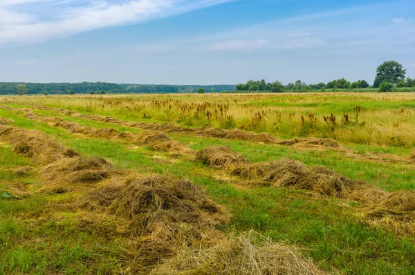 Summer Landscape Rows Mown Hay Water Meadow — Stock Photo, Image