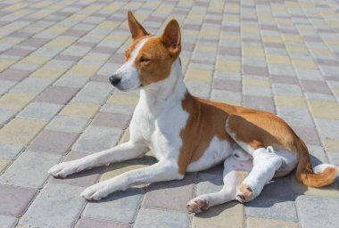 Şirin alçaklık köpek kırık bandajlı arka ayakları bir kaldırımda güneşli gün yalan