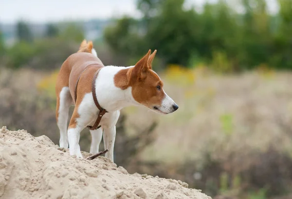 Basenji Perro Pie Montón Arena Mirando Alrededor —  Fotos de Stock