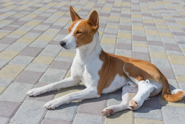 Şirin alçaklık köpek kırık bandajlı arka ayakları bir kaldırımda güneşli gün yalan