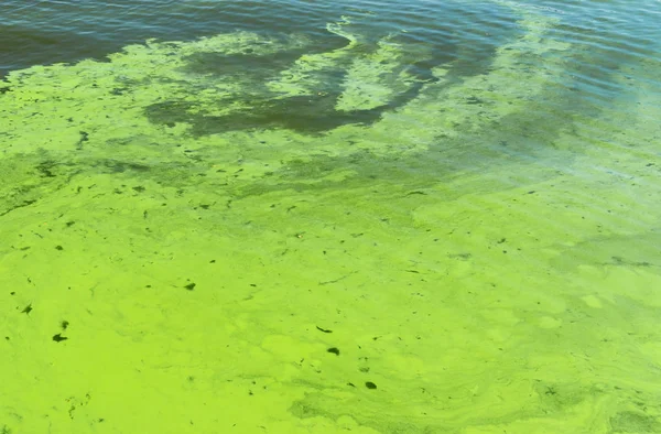 Ukrainian River Dnipro Covered Cyanobacterias Result Hot Season — Stock Photo, Image