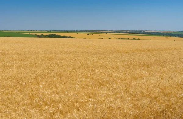 Sommerlandschaft Mit Blauem Wolkenlosem Himmel Und Reifen Weizenfeldern Der Nähe — Stockfoto