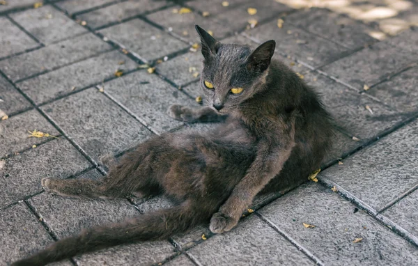 Portrét Cizí Kočka Žlutýma Očima Špinavé Dlažbě Ležel Sledoval — Stock fotografie
