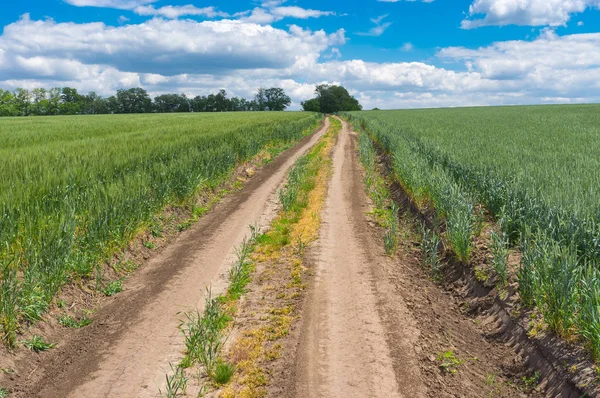 Earth Road Unripe Wheat Fields Dnipro City Central Ukraine — Stock Photo, Image