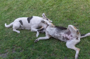 Bir bahar çimen parkta oynarken diğer köpek genç çapraz-doğurmak Köpek ısırıkları