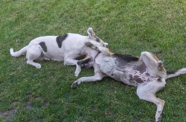 Young cross-breed dog bites other dog while playing on a spring grass in park