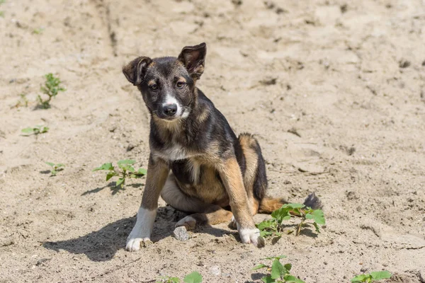 Geri kalan kumlu bir yerinde olması, sevimli sokak, karışık-breed köpek yavrusu portresi