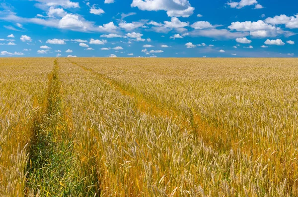 Juni Landschaft Mit Reifem Weizenfeld Der Zentralukraine — Stockfoto