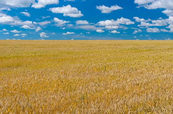 Sommerlandschaft Mit Reifem Weizenfeld Zentralukraine — Stockfoto