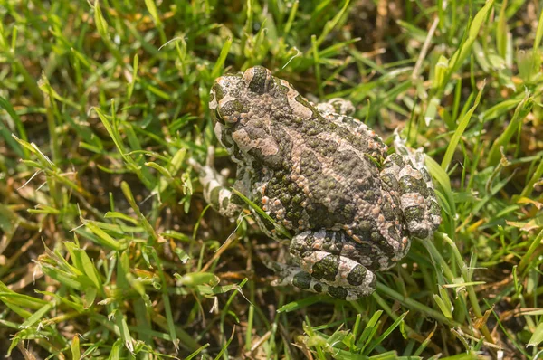 緑色のヒキガエルは日当たりの良い春の朝春の草でのカムフラージュ — ストック写真