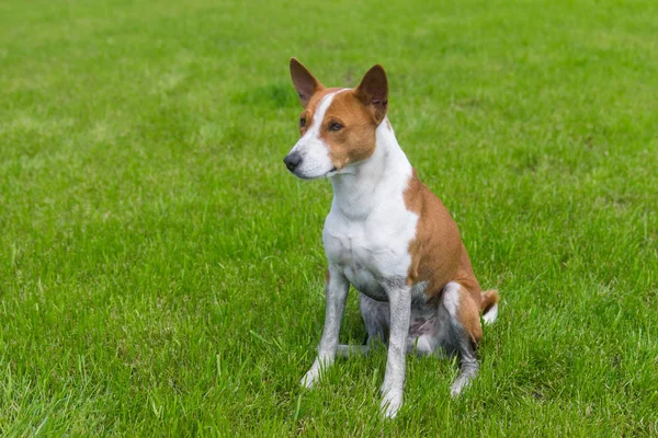 Sujo Maduro Basenji Cão Descansando Fresco Gramado Após Todos Dias — Fotografia de Stock