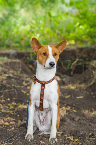 Roztomilý Basenji Pes Cítí Sedí Špinavé Zemi — Stock fotografie