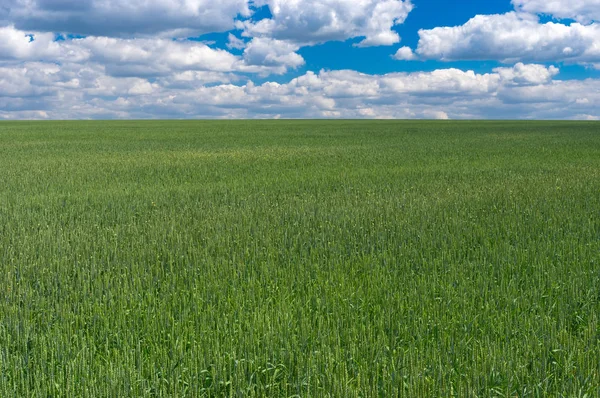 Sommerlandschaft Mit Unreifen Bio Weizenfeldern Der Zentralukraine — Stockfoto
