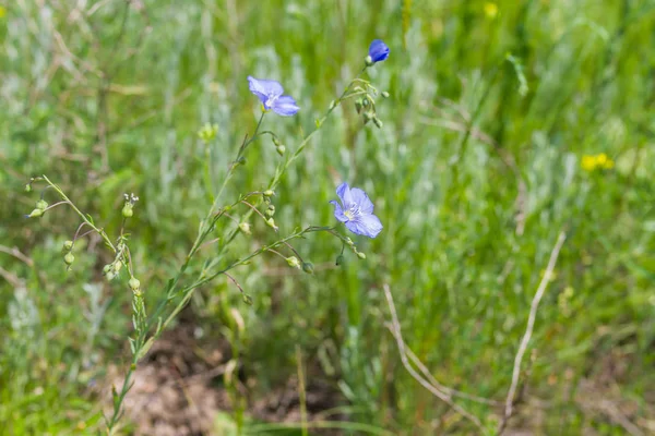 Vahşi Linum Keten Bitki Çiçekli Zaman Erken Yaz Sezonu — Stok fotoğraf