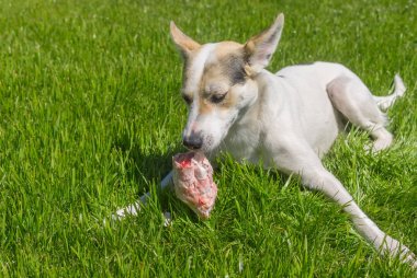 Genç onun incelik - sığır eti kemik koruyan bahar otların arasında dinlenme doğurmak köpek karışık