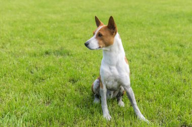 Kirli olgun alçaklık köpek bahar otların arasında her gün çalıştırmak sonra dinlenme