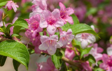 Bahçe süs yaprak döken çalı Weigela çiçekli zaman