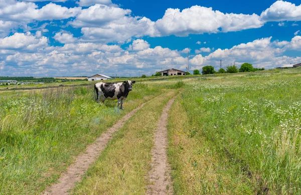 Paysage Rural Classique Avec Route Campagne Prairie Vache Saison Estivale — Photo