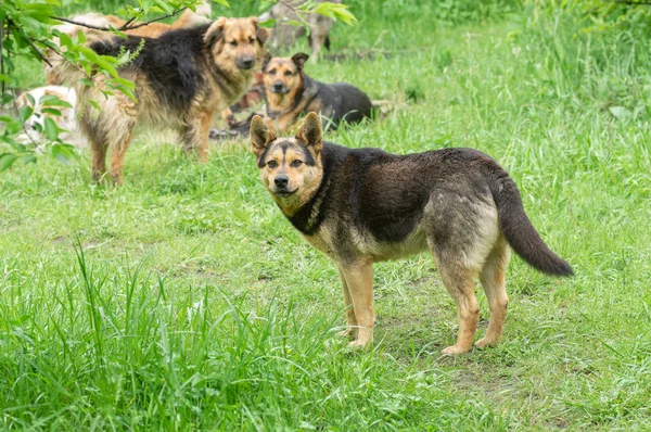 Leader Chiens Meute Errants Regardant Sérieusement Avertissement Commanderait Attaquer Tout — Photo