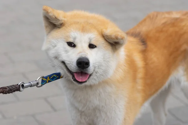 Retrato Livre Jovem Bonito Akita Inu Cão Uma Liderança — Fotografia de Stock