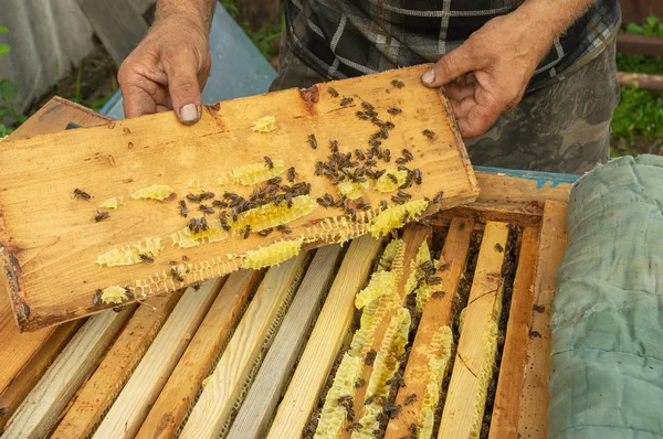 Ukrainischer Bauer Inspiziert Dachlatte Aus Bienenstock Eigenen Bienenstand — Stockfoto