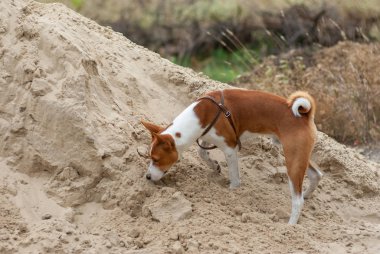 Basenji köpeği kum yığınındaki küçük kemirgenleri ararken av sahnesinde.