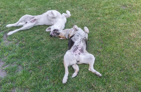 Pair Young Cross Breed Stray Male Female Dogs Playing Spring — 스톡 사진