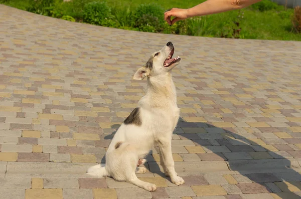 Master Feeding White Young Mixed Breed Dog While Training Simple — Stock Photo, Image