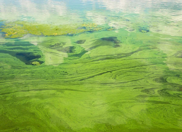 Groene Stromende Watermassa Oekraïense Rivier Dnipro Bedekt Door Cyanobacterias Als — Stockfoto