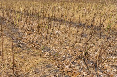 Orta Ukrayna 'da sonbahar mevsiminde kesilmiş ayçiçeği tarlası