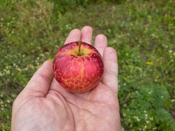 Κόκκινο Οργανικό Μήλο Ξαπλωμένο Ανθρώπινη Παλάμη — Φωτογραφία Αρχείου